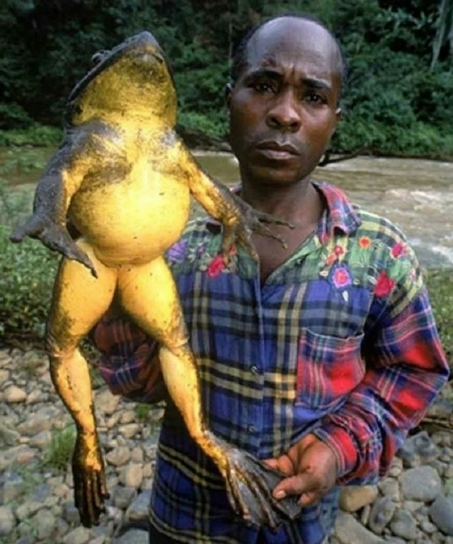 Лягушка-голиаф (Conraua goliath) - бесхвостое земноводное из с?...