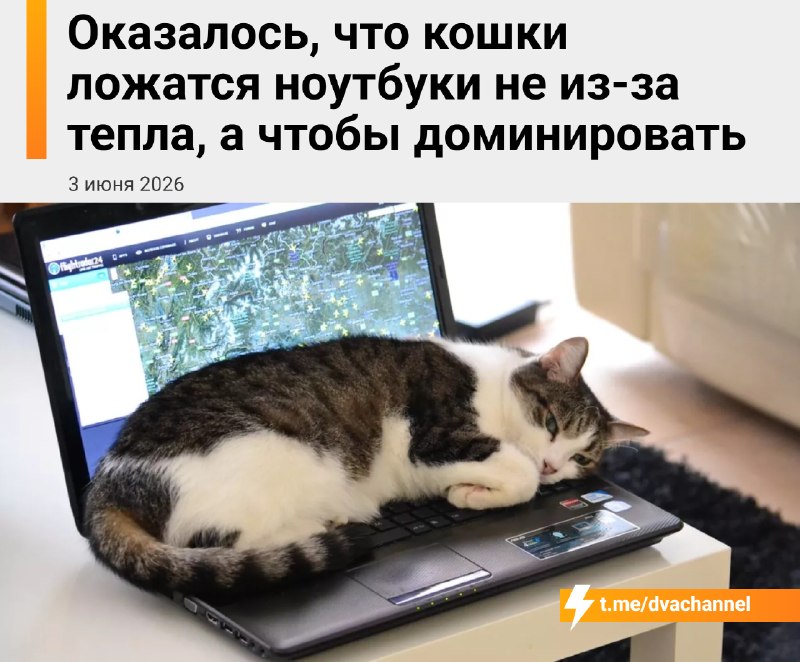 Выяснилось, что кошки ложатся на ноутбуки не ради тепла, а чтобы показать свою власть
Всё дело в за