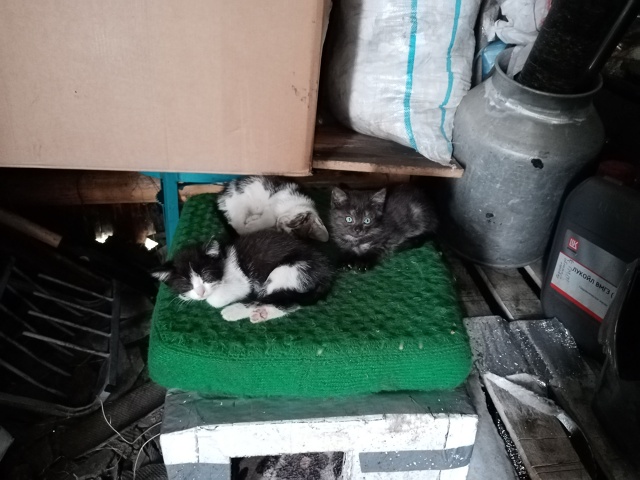 отдам в добрые руки, 1,5 месяца, кушают всё, игривые