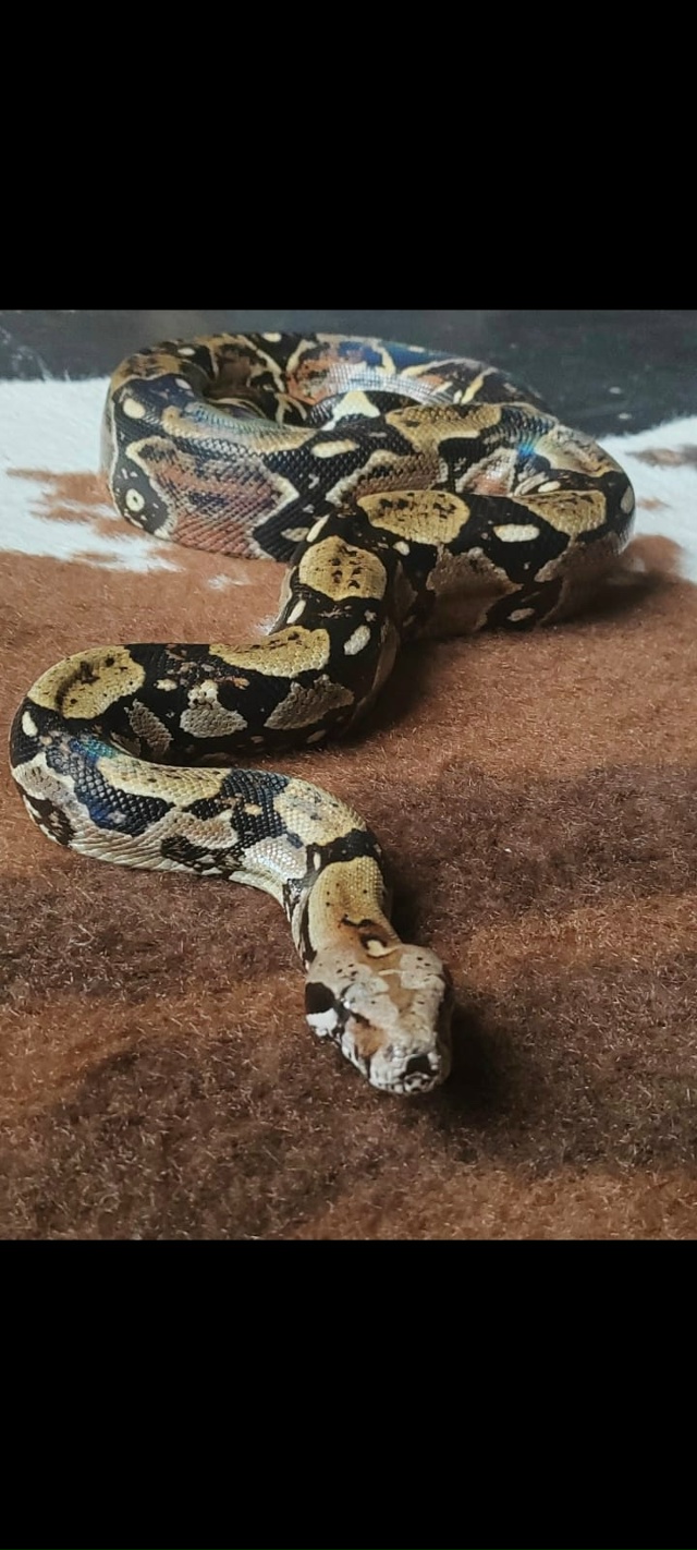 Привет, Волгореченск! 👋 Это снова кафе OASIS 🍽
🦥 Экзот?...