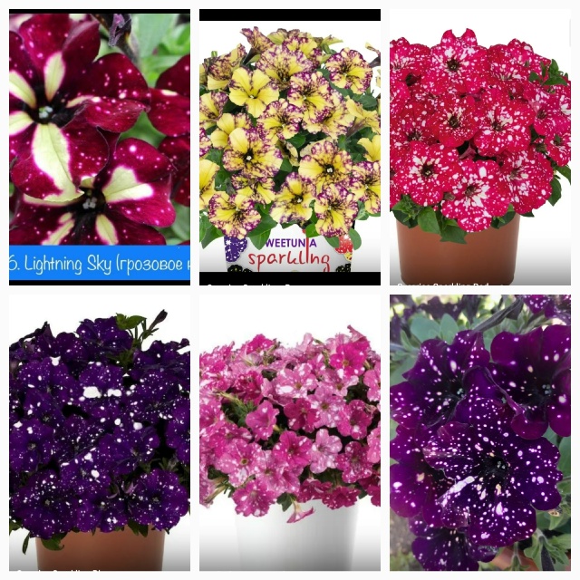 Предлагаю выращенные с любовью садовые вегетативные ц...