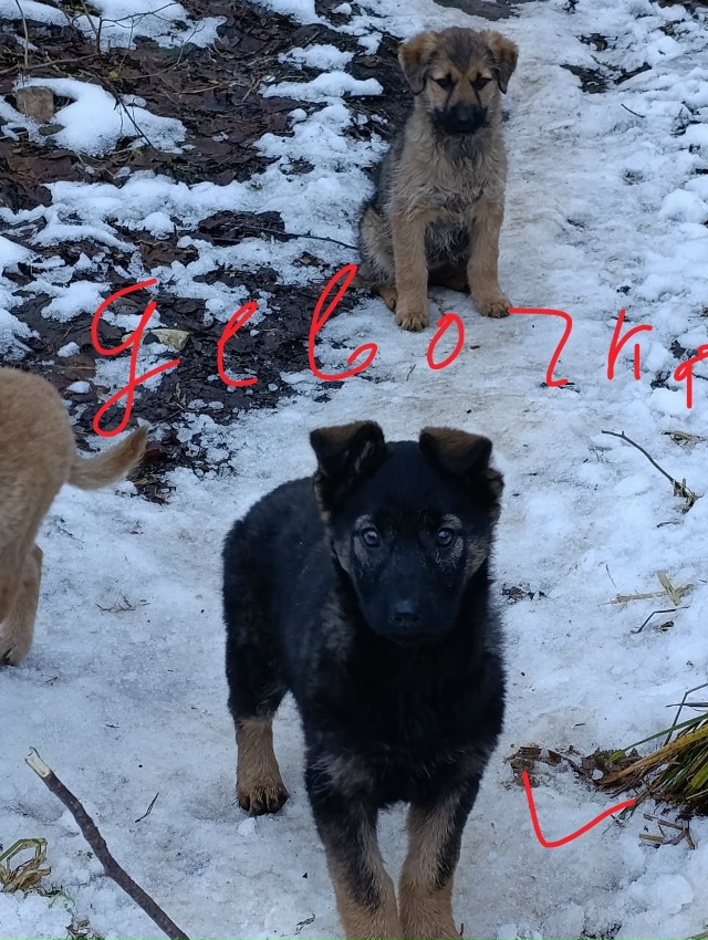 Окуловка. Ищем дом малышам,привезем,
звоните Татьяна, 8...