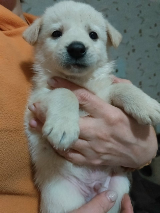 Ищем хозяев щенкам. Все кобели. Обработаны от блох и гл?...