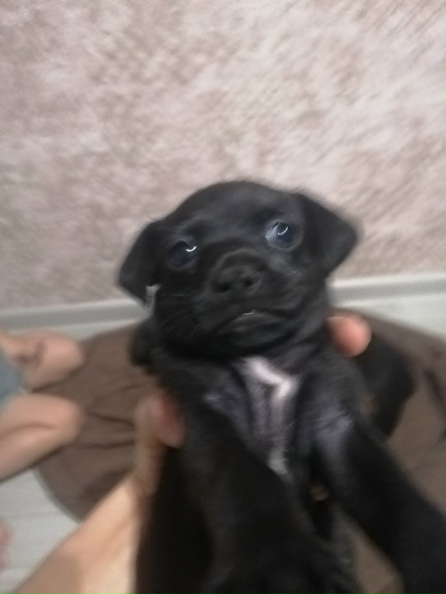 Отдам щенков-девочек. Мать на фото, отец неизвестен. 89615...