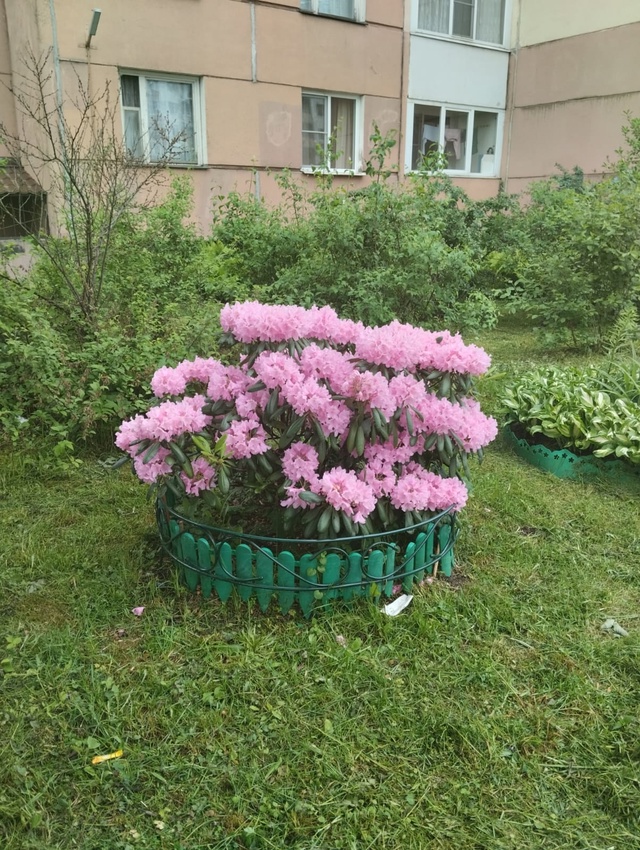 А у нас во дворе..
Эти красивые цветы вырастила и посади...