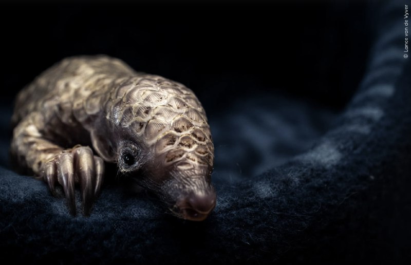 📸 Посмотрите на финалистов конкурса «Фотограф дикой природы года»
Музей естествознания Лондона объя