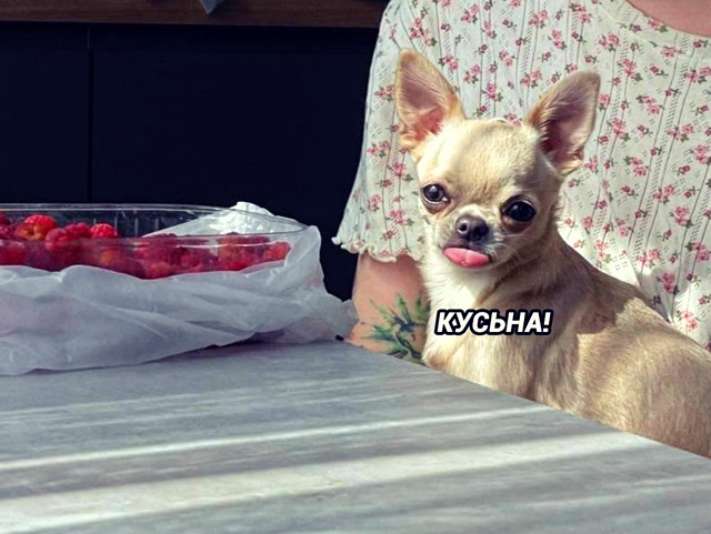 Эти ребята тоже любят ягодку