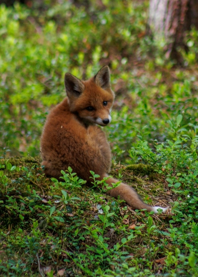 🦊 В Мурманске сняли спящего лисенка
Фотографу удало?...