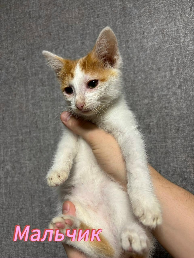 Отдам котят в добрые руки🤗
Котята ласковые, игривые, л...