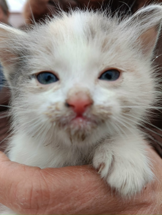 Милая девочка ищет себе добрые и заботливые руки. Была ...