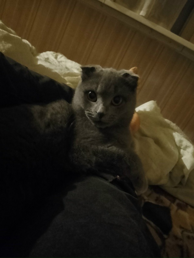 Пропала кошка. Сегодня примерно в 4 часа дня . Внешний в?...