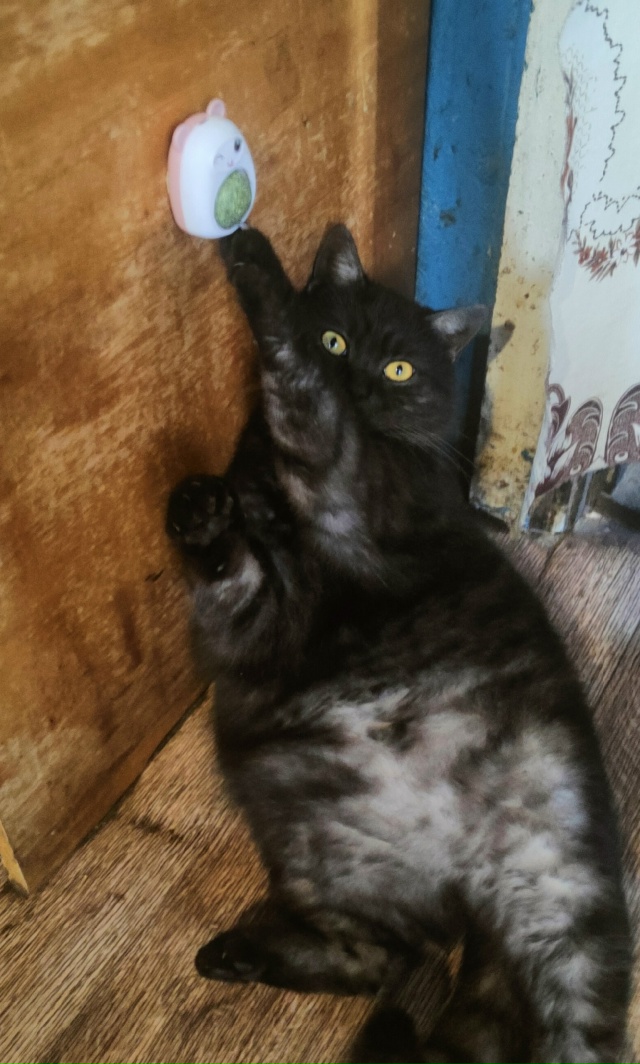 Здравствуйте пропал кот, добрый отзывчивый, подойдёт к...