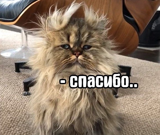 Я в любое утреннее время так выгляжу😅