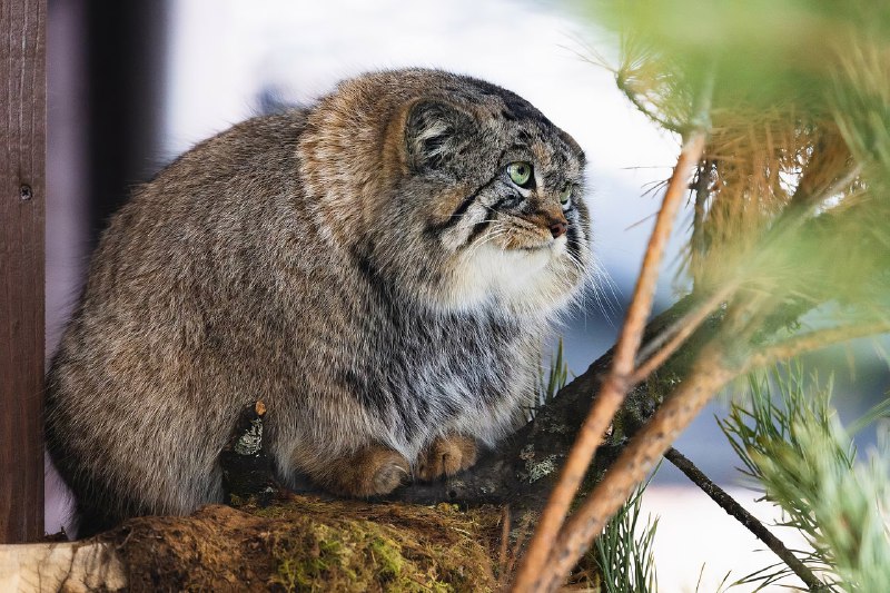 Манул Борис из красноярского зоопарка закончил осеннюю зажировку и отъелся до нужных 6 кг:
Последние