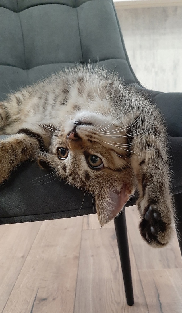 Вашему вниманию - брелок от тигра! 🐯
Играет со всем, чт...