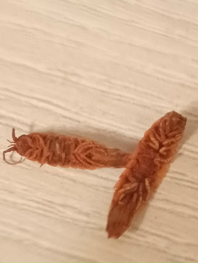 Нам пишут:
Лично купил на лесной поляне в пивнухе около...