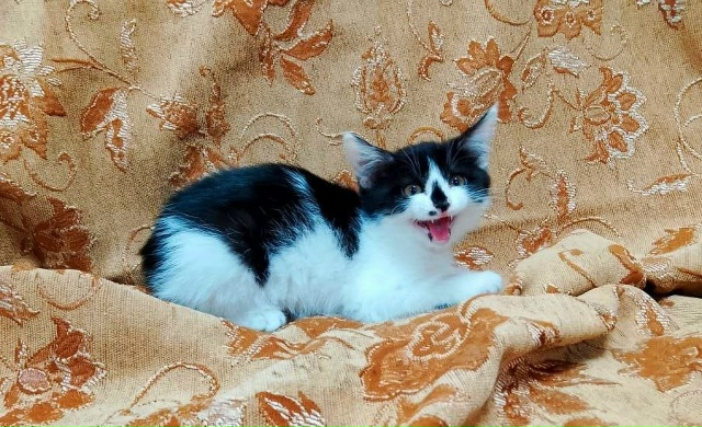 Коты и кошечки ищут дом
Кошки стерилизованы
Обращатьс?...