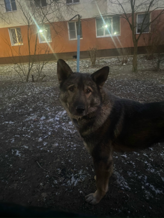 Ломоносовский район, деревня Малое Карлино. Найден пар...