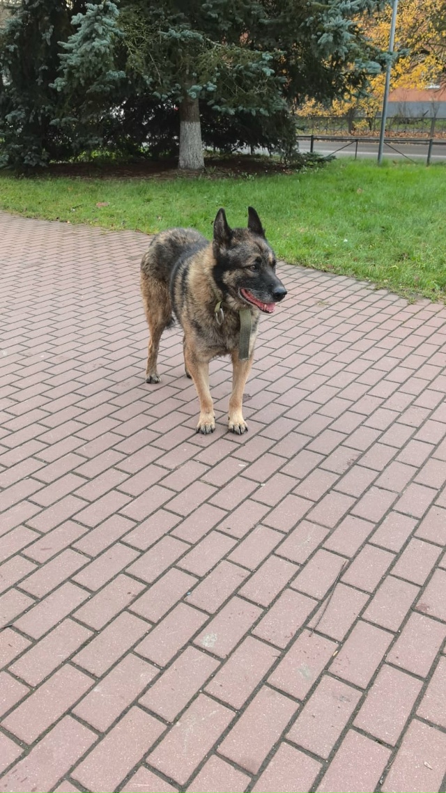 Бегает возле ТЦ Восток с ошейником. Вероятно, сорвался!...