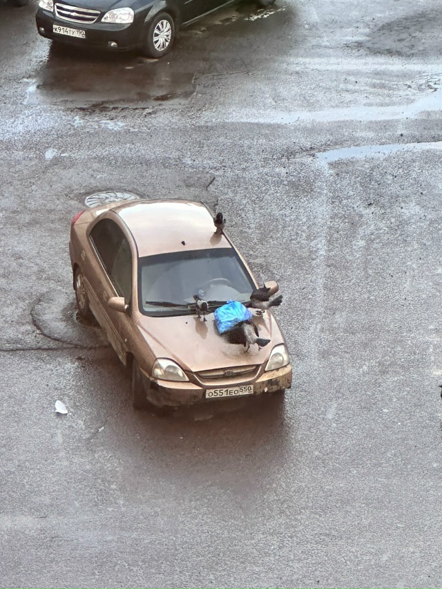 Дзержинского 82, волшебница.
Уважаемый хозяин машины, в...