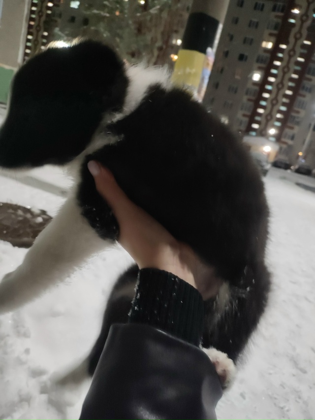 Боже мой! Что же это творится!
Маленьких щенков раскид?...