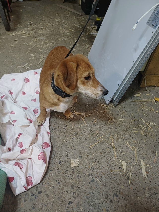 найдена собака на Богдашке. бегала с поводком. хозяин ?...