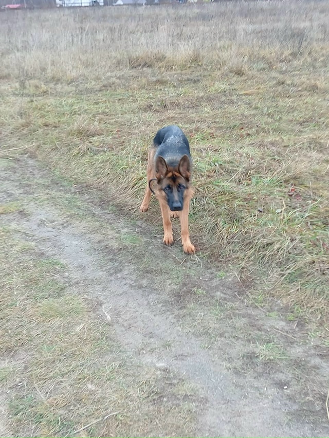 Пропала собака!
Немецкая овчарка, зовут Алиса, ей 1 годи...