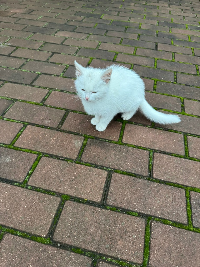 Белый добрый и ласковый котик! Отдам в хорошие руки!