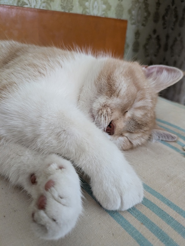 Персивальд 😻