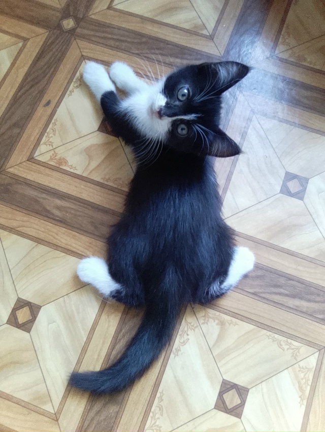 Замечательный котик Кекс ищет заботливых и надежных м?...