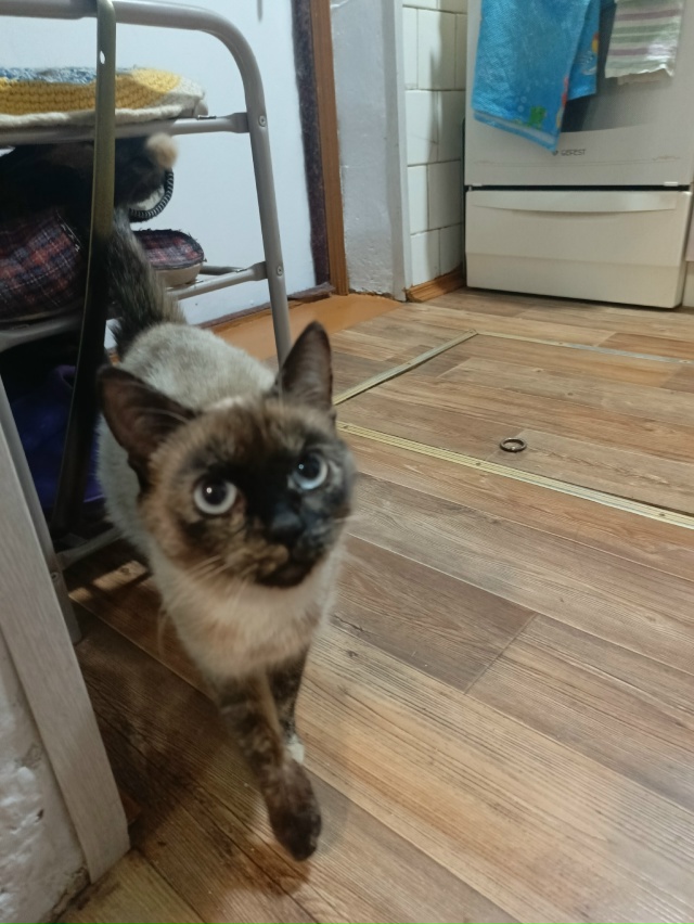 Молодой перспективный котик ищет дом и людей для даль?...