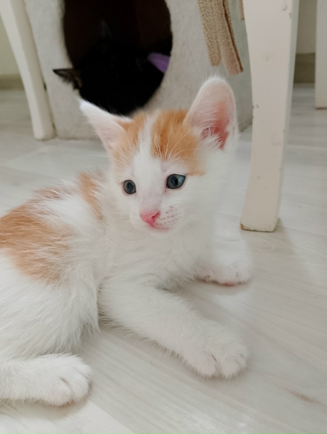 Срочно отдадим котят в хорошие руки, ласковые, игривые,...