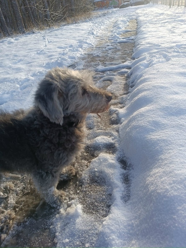 Кто потерял собачку? Бегает вдоль лесополосы напротив ...