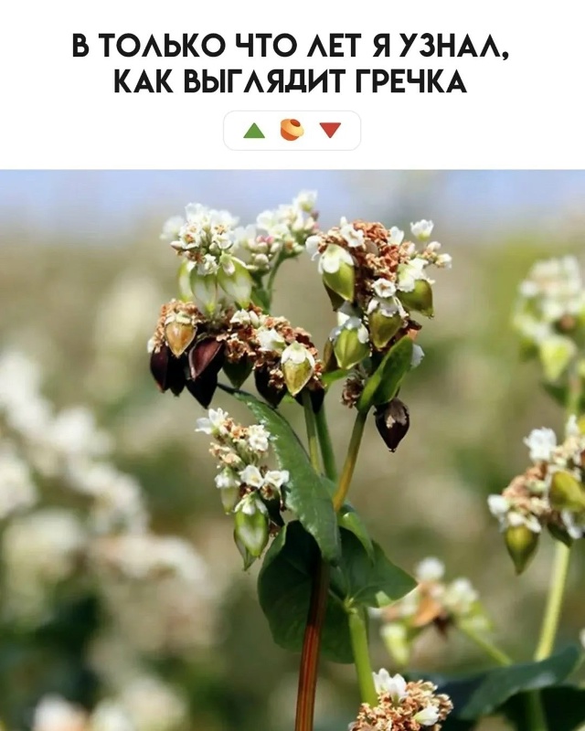 Что вы из этого знали?