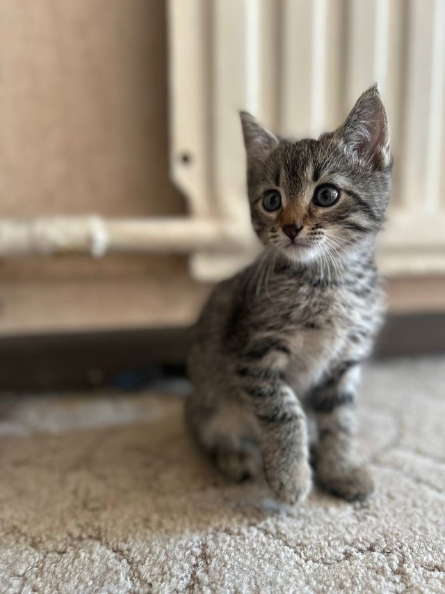 Ищу маму и папу 🐾
Сегодня мне навстречу выбежал вот т?...