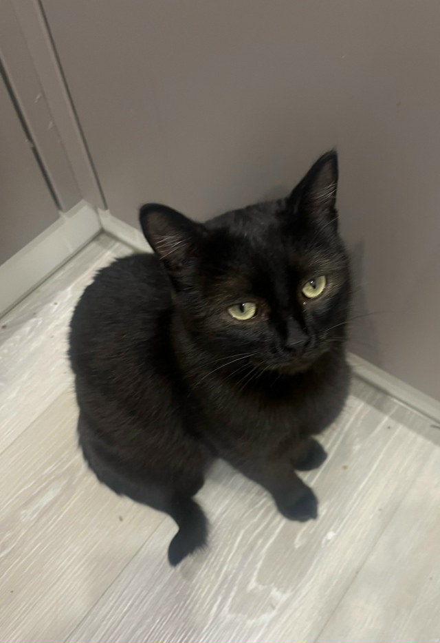 Молодой кошечке Анфисе ищем теплый дом и добрых хозяев...