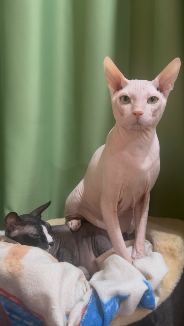 Буба наглядно демонстрирует кто в доме главный