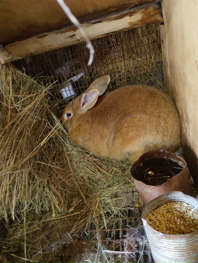 Продам кроликов,не дорого, осталось мало, успейте купи?...