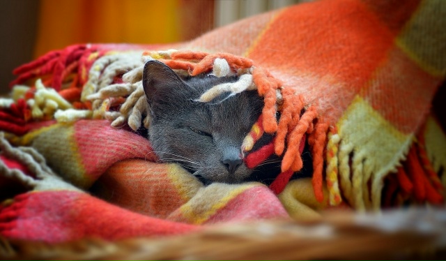 Осенний комплект: кот и плед!