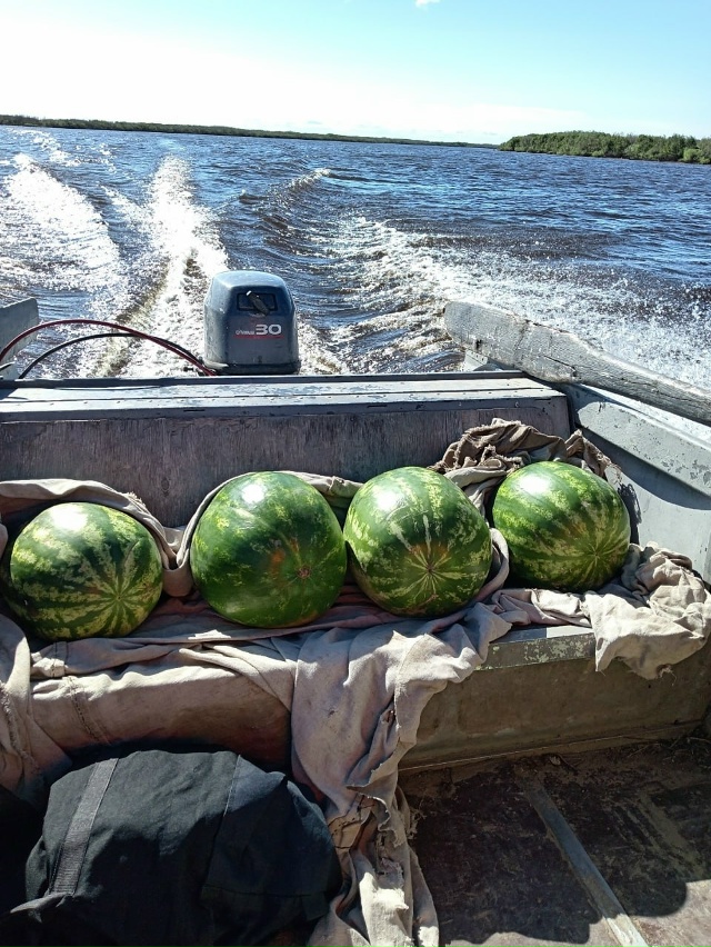 Доставка арбузов. Дорого 😄
Фото: Наталья Мищанчук-Бо...