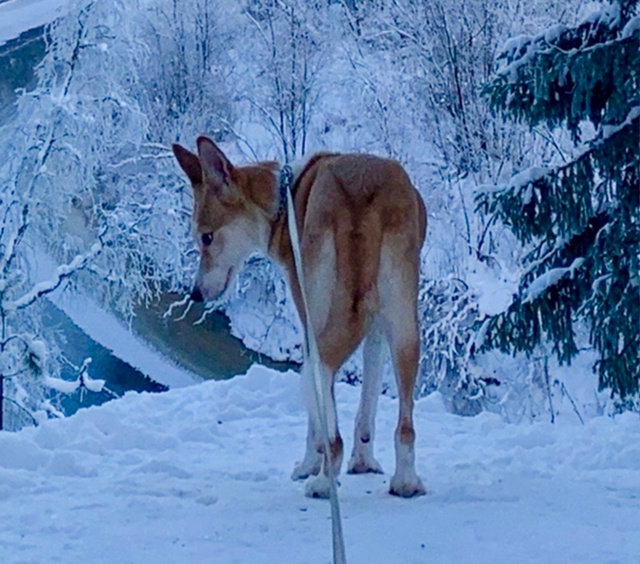 ❗️❗️❗️Пропала собака ❗️❗️❗️в районе пожарной ч?...