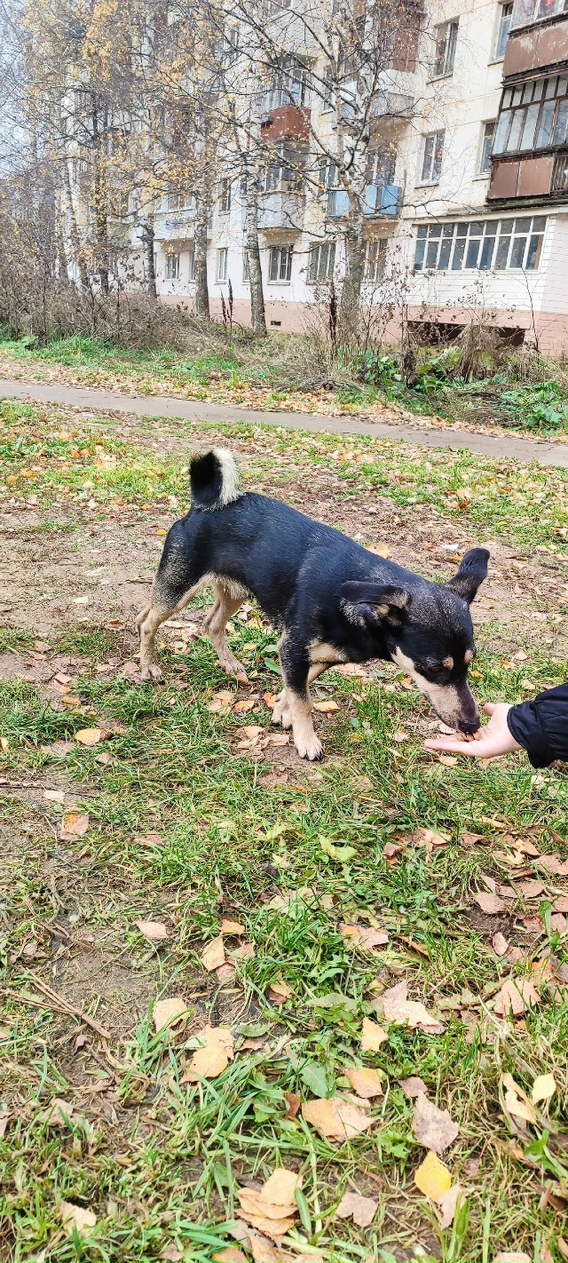 Потеряшки
Эти взрослые собачки бегают на Уральской во?...