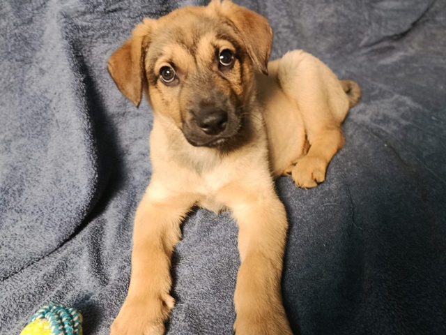 ‼Щенок ищет дом в Можайске‼
3 щенка были найдены возле...