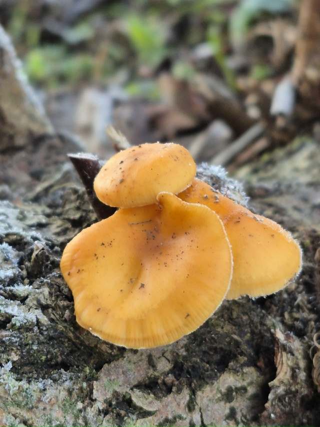 ❄Ноябрьское морозное утро в объективе нашей подписчи?...