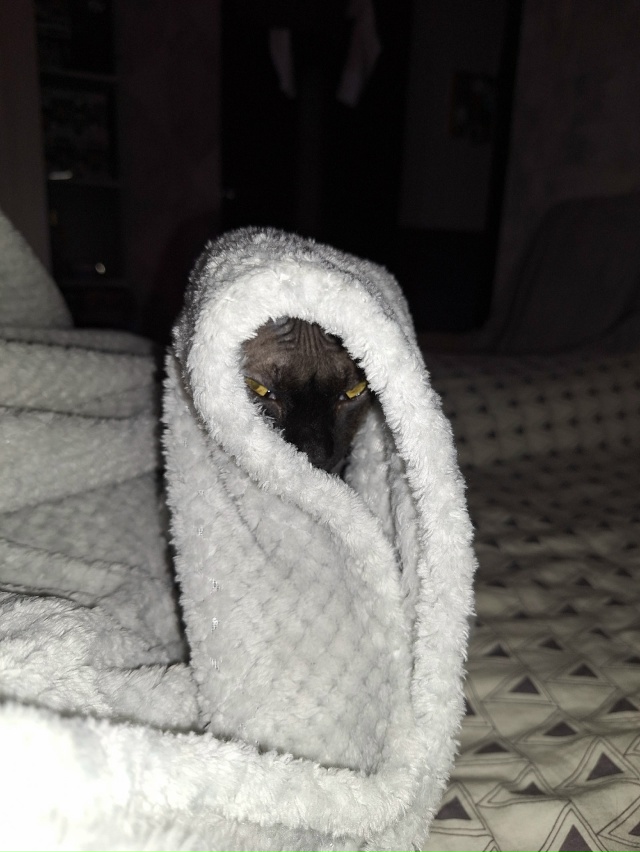 Тысяча и один Бусь🐈‍⬛❤️