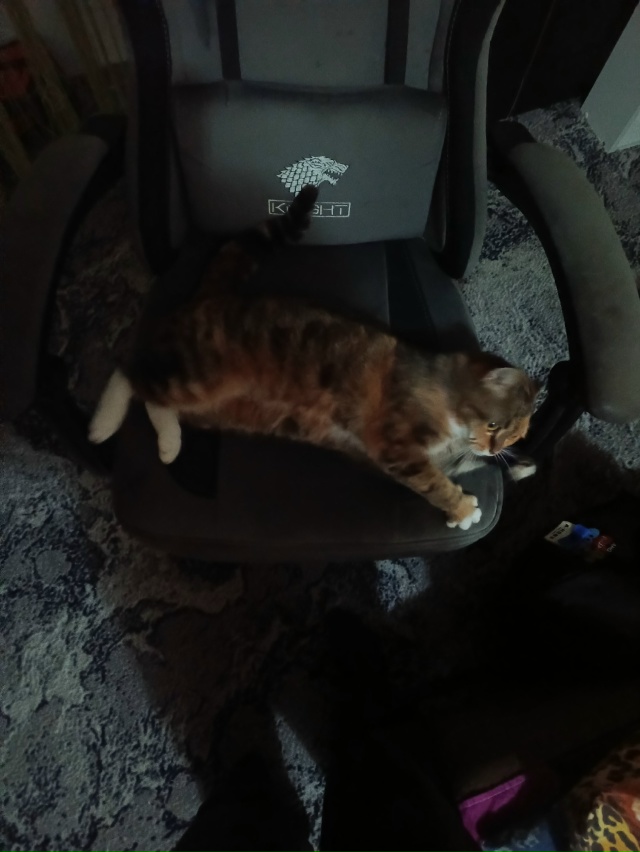 ни у кого кошечка не пропадала? очень ласаовая, привычк...