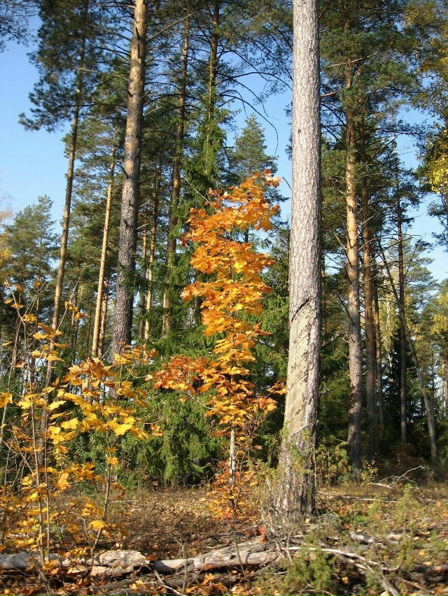 Доброго утра, Никольск❤