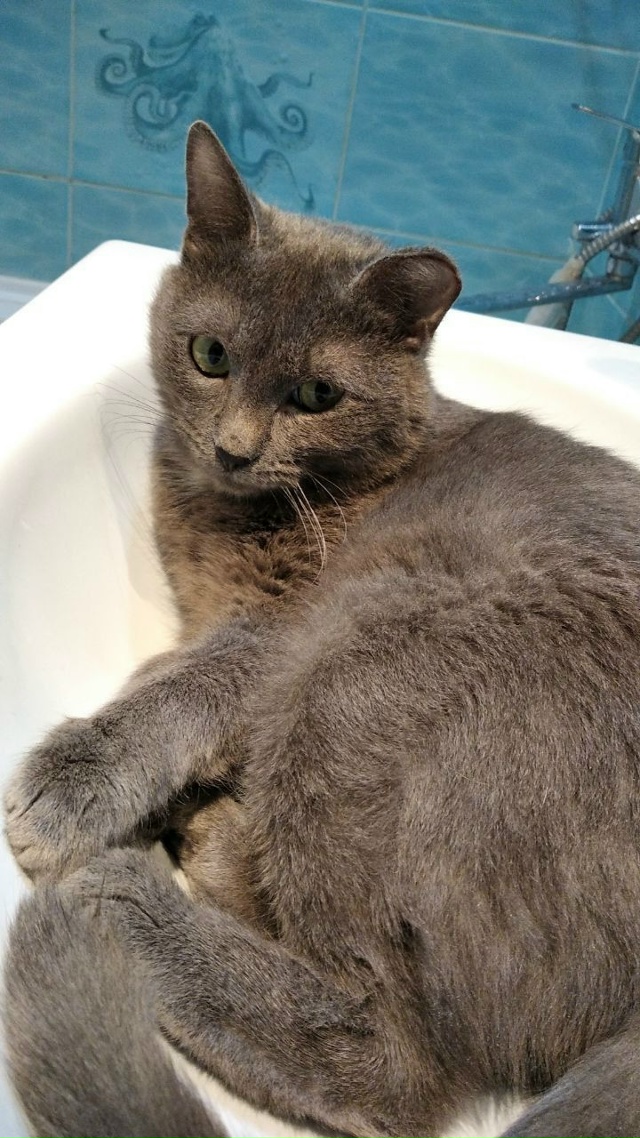 Потерялся кот зовут Китя, серый окрас с белым галстуко?...