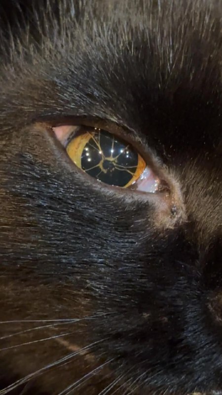 Крипота дня: кошка с «треснувшими» глазами
Пользовательница Реддита показала свою кошку с редкой вр