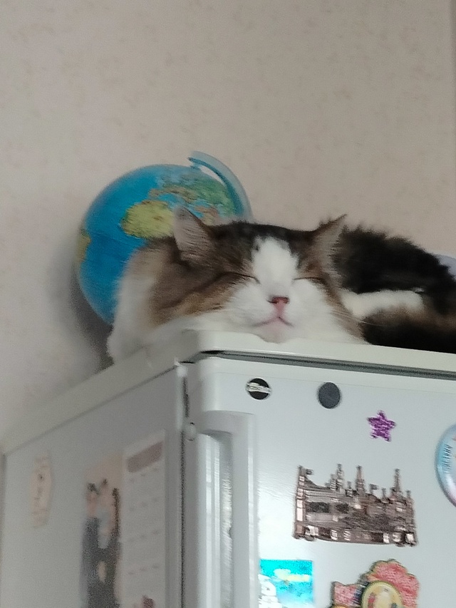Знакомьтесь, кот Прохор.Ему 13 лет.